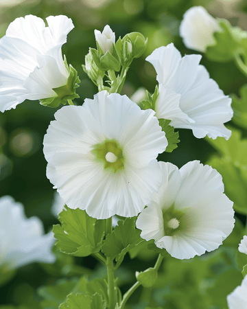 White Queen -siemenet (Malope trifida) – yksivuotinen kukka