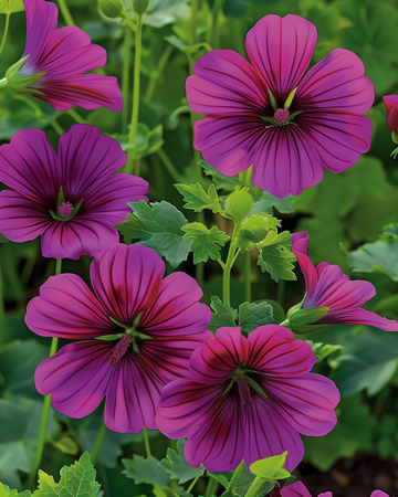 Purple Queen -siemenet (Malope trifida) – yksivuotinen
