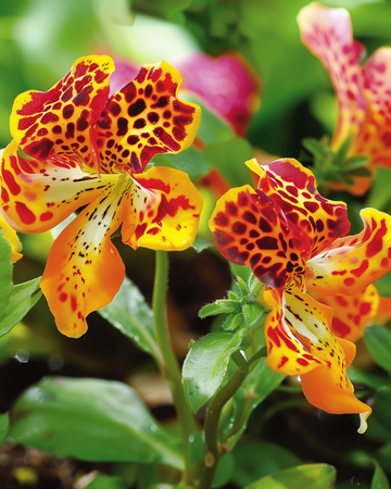 Monkey Queen's Prize -siemenet (Mimulus hybrida) – yksivuotinen kukka
