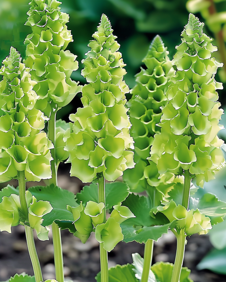 Molucella Irish Bells Cut -siemenet (Moluccella laevis) – kukka