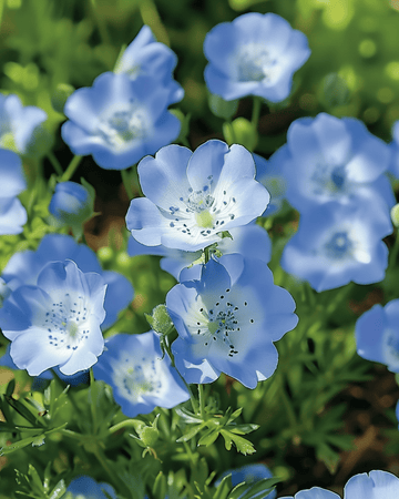 Baby Blue Eyes Sky -siemenet (Nemophila menziesii) – yksivuotinen