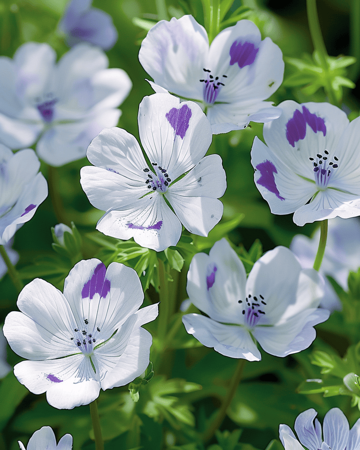 Baby Blue Eyes seeds (Nemophila maculata) – annual flower