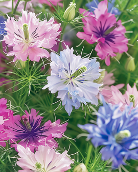 Love In The Mist -siemenet Nigella damascena Persian Jewels yksivuotinen sekoitus