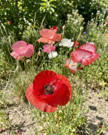 Unikko Mixed (Papaver rhoeas) – yksivuotisen kukan siemenet SeedsChoicelta