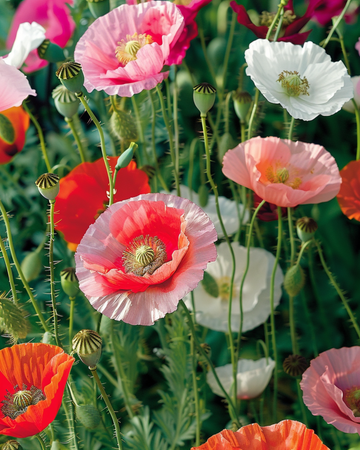 Unikko Mixed -siemenet (Papaver rhoeas) – yksivuotinen kukka