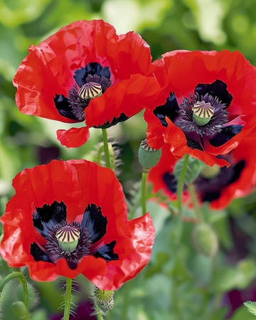 Unikko Lady Bird -siemenet (Papaver commutatum) – yksivuotinen kukka