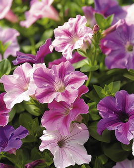 Petunia Dwarf Mixed -siemenet Petunia Hybrida yksivuotinen