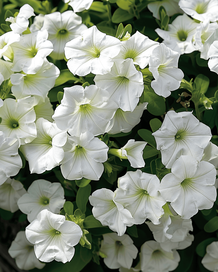 Riippuvan valkoisen Ramblin siemenet (Petunia hybrida) – yksivuotinen