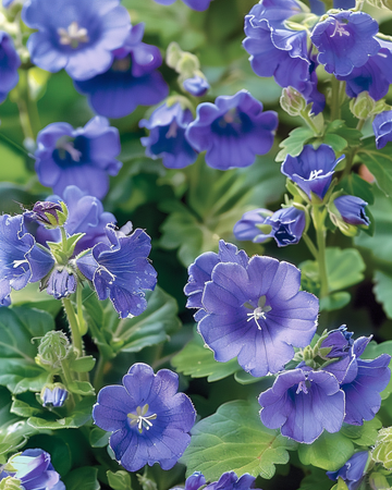 California Bluebell -siemenet (Phacelia campanularia) – yksivuotinen kukka