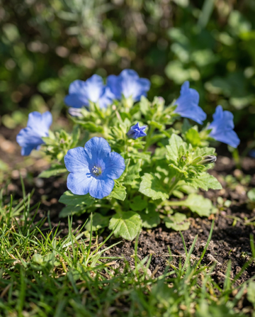 Kaliforniankello (Phacelia campanularia) – yksivuotisen kukan siemenet SeedsChoicelta