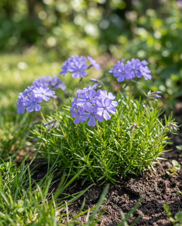 Blue Beauty (Phlox nana) – annual flower seeds from SeedsChoice