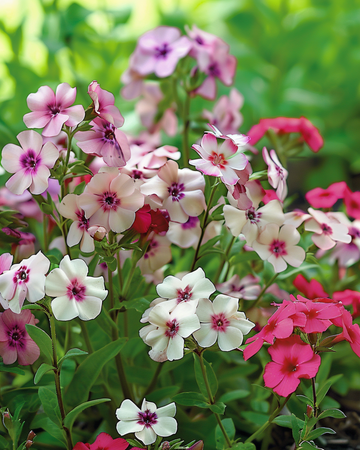 Cherry Caramel -siemenet (Phlox drummondii) – yksivuotinen kukka