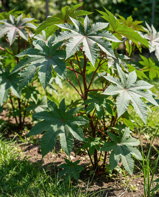 Wonderboom Fast Growing (Ricinus communis) – annual flower seeds from SeedsChoice