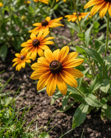 Cone Gloriosa Daisy (Rudbeckia hirta) – yksivuotiset kukkasiemenet SeedsChoice-verkkokaupasta