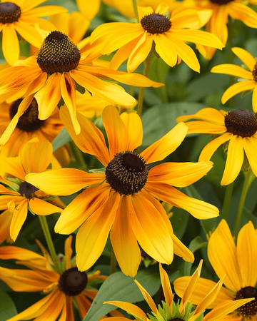 Cone Gloriosa Daisy -siemenet (Rudbeckia hirta) – yksivuotinen kukka
