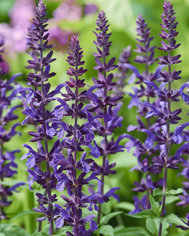 Meadow Sage New Dimension Blue -siemenet (Salvia nemorosa) – monivuotinen