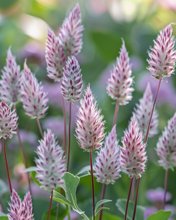 Lambs Tails Joey -siemenet (Ptilotus exaltatus) – monivuotiset kukat