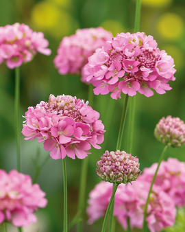 Scabiosa Seeds Salmon Queen Scabiosa Atropurpurea Annual Flower