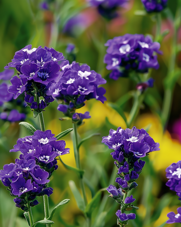 Sea Lavender Fortune Dark Blue seeds (Limonium sinuatum) – annual