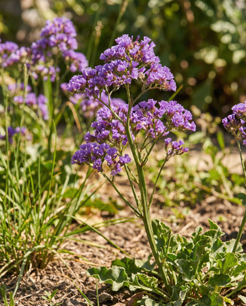 Sea Lavender Purple Attraction (Limonium sinuatum) – annual flower seeds from SeedsChoice