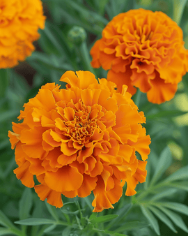 Afrikkalainen samettikukka Hawaii – Tagetes erecta – yksivuotinen