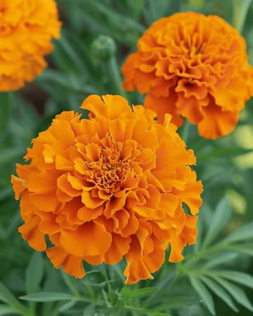 Afrikkalainen samettikukka Hawaii siemenet (Tagetes erecta) – yksivuotinen kukka