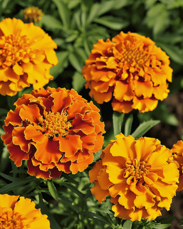 Ranskalaisen samettikukan Bolero siemenet (Tagetes patula) – yksivuotinen kukka