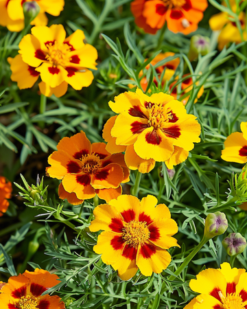 Ranskalainen kehäkukka Starfire 35 cm siemenet (Tagetes tenuifolia) – yksivuotinen kukka