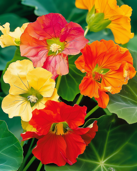 Koristekrassi Glorious Gleam -siemenet Tropaeolum majus yksivuotinen