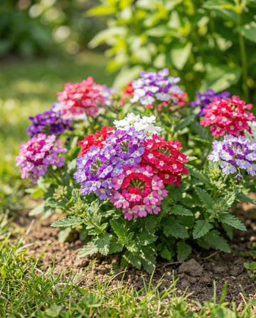 Colours Compact (Verbena hybrida) – yksivuotiset sekoitussiemenet SeedsChoicelta