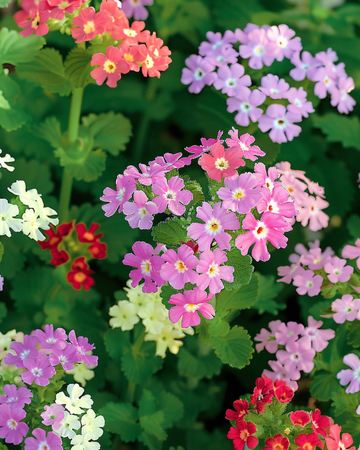 Colours Compact siemenet (Verbena hybrida) – yksivuotinen sekoitus