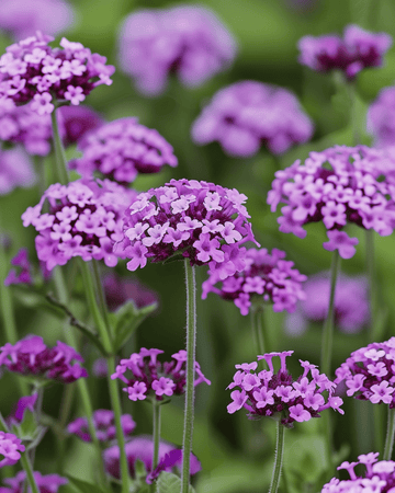 Garden Vervain Vanity -siemenet (Verbena bonariensis) – yksivuotinen kukka
