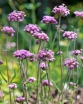 Purpletopp Vervain -siemenet Verbena bonariensis yksivuotinen kukka