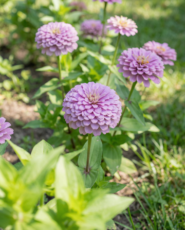 Lavendel (Zinnia elegans) – yksivuotiset siemenet SeedsChoicelta