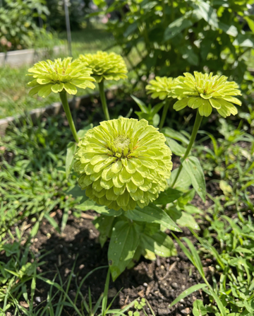Envy (Zinnia elegans) – yksivuotiset siemenet SeedsChoicelta