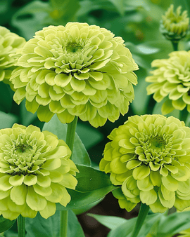 Zinnia Envy -siemenet Zinnia Elegans yksivuotinen