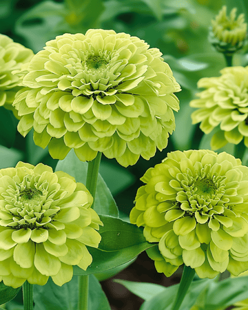 Envy-siemenet (Zinnia elegans) – yksivuotinen
