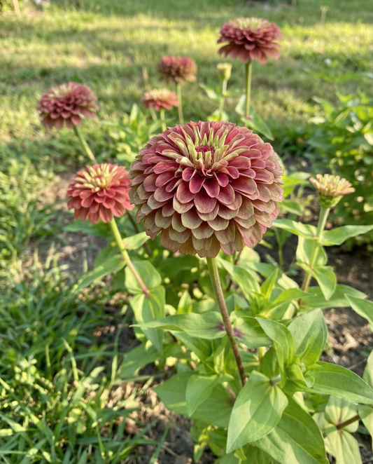 Queeny Red Lime (Zinnia elegans) – yksivuotisen kasvin siemenet SeedsChoicelta