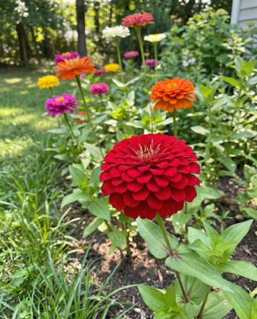 Dahlia Flowered Mix (Zinnia elegans) – yksivuotiset kukkasiemenet SeedsChoicelta