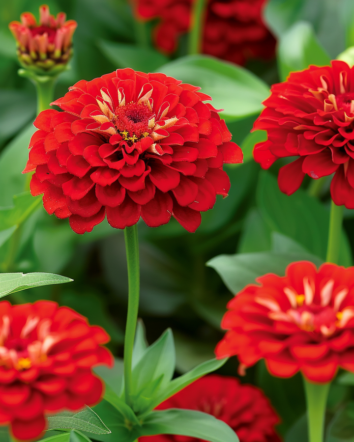 Scarlet Flame -siemenet (Zinnia elegans) – yksivuotinen kukka