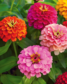 Zinnia Giants Of California Seeds Zinnia Elegans Annual Mixed