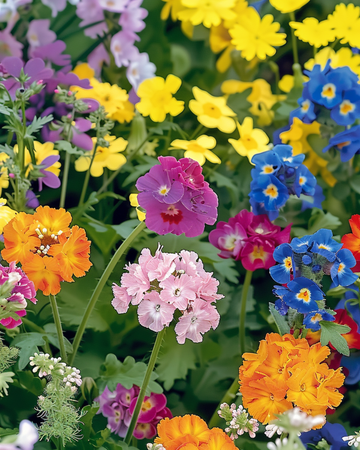 For Bees Low Growing Mix siemenet – yksivuotinen kukka