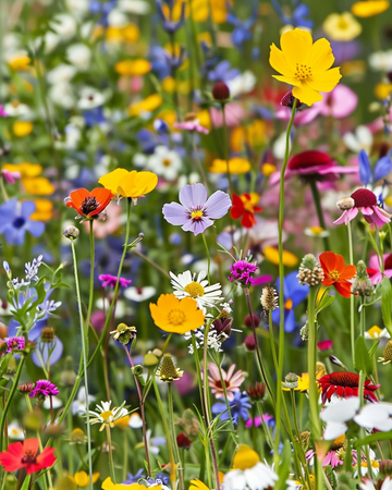 For Grass Borders Mix 80 Cm Height – yksivuotiset heinäsiemenet