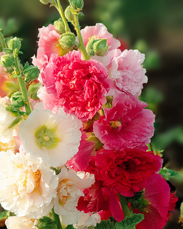 Hollyhock Chater Double Mixed -siemenet (Alcea rosea) – kaksivuotinen seos