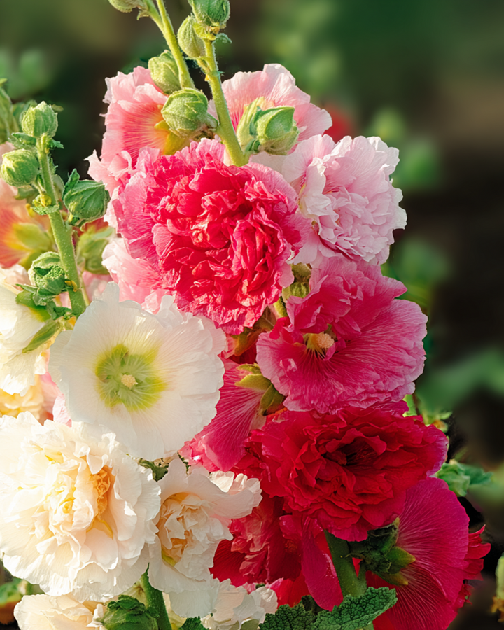 Hollyhock Chater Double Mixed -siemenet (Alcea rosea) – kaksivuotinen seos