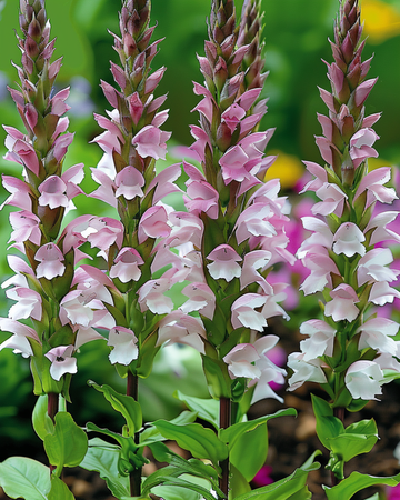 Karhunkynsisiemenet (Acanthus mollis) – monivuotinen kukka