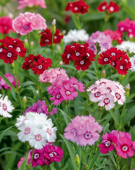 Sweet William Seeds Dianthus Barbatus Biennial Mixed Single Flowered