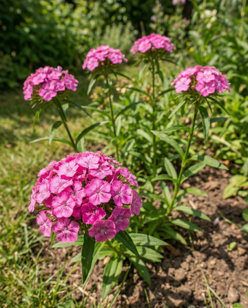 Sweet William Pink Beauty (Dianthus barbatus) – kaksivuotiset kukkasiemenet – SeedsChoice