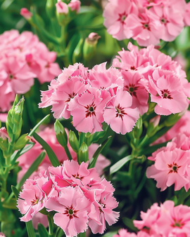 Hartsin siemenet Dianthus Barbatus Pink Beauty kaksivuotinen kukka