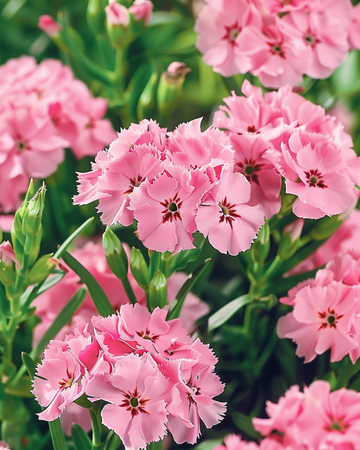 Sweet William Pink Beauty -siemenet (Dianthus barbatus) – kaksivuotinen kukka